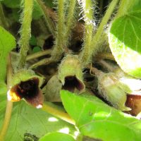 Asarum europaeum