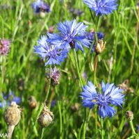 Centaurea cyanus