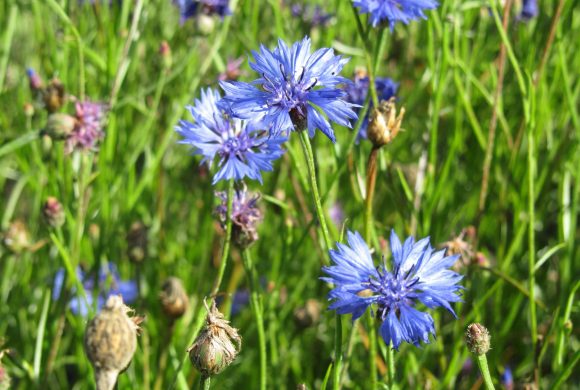 Une parcelle de démonstration de plantes messicoles