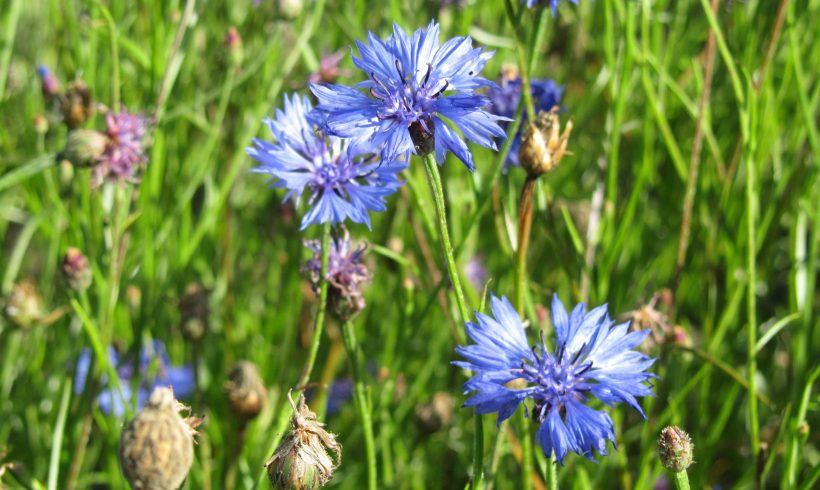 Une parcelle de démonstration de plantes messicoles