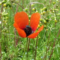 Papaver argemone