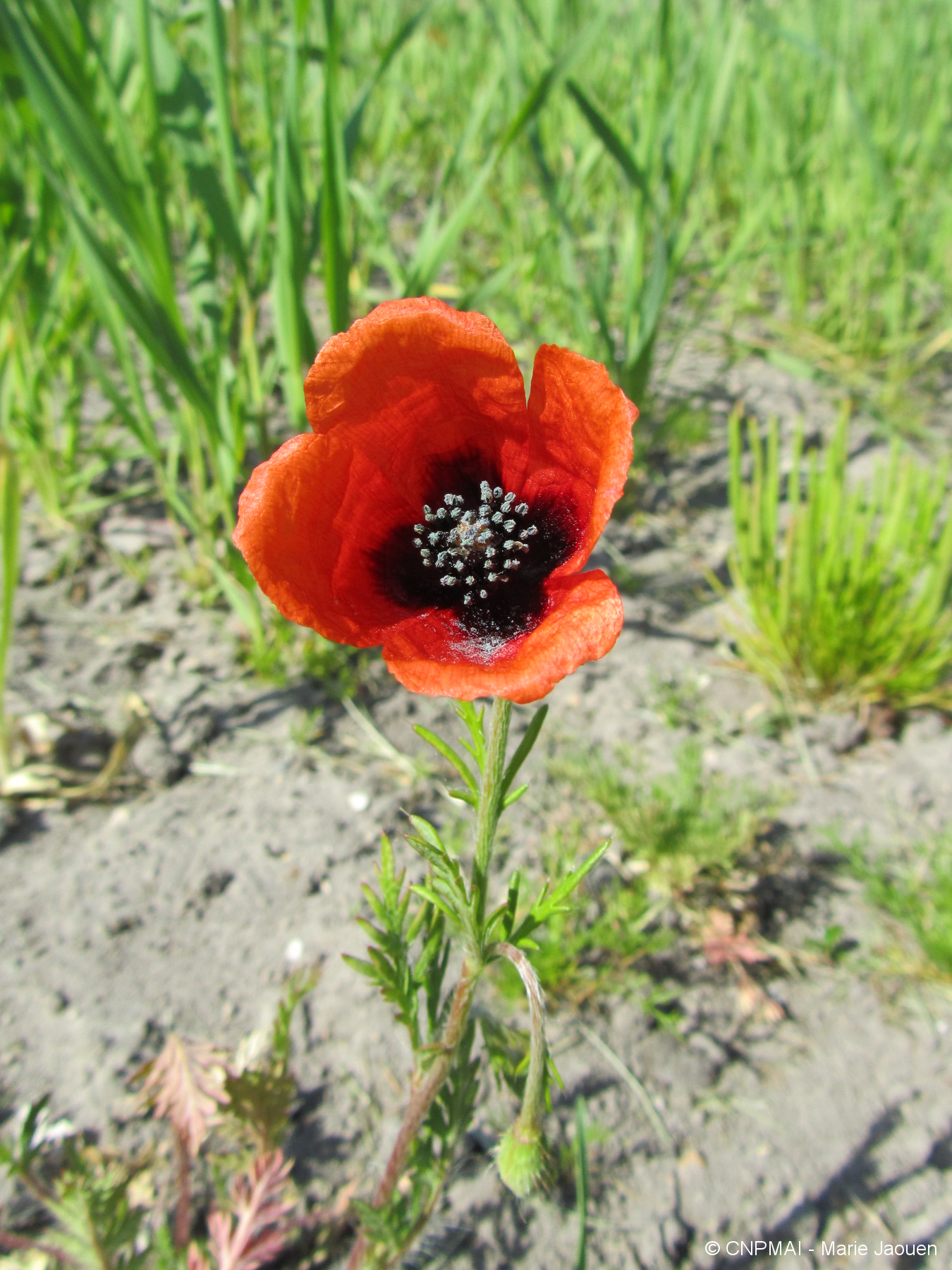 Papaver argemone