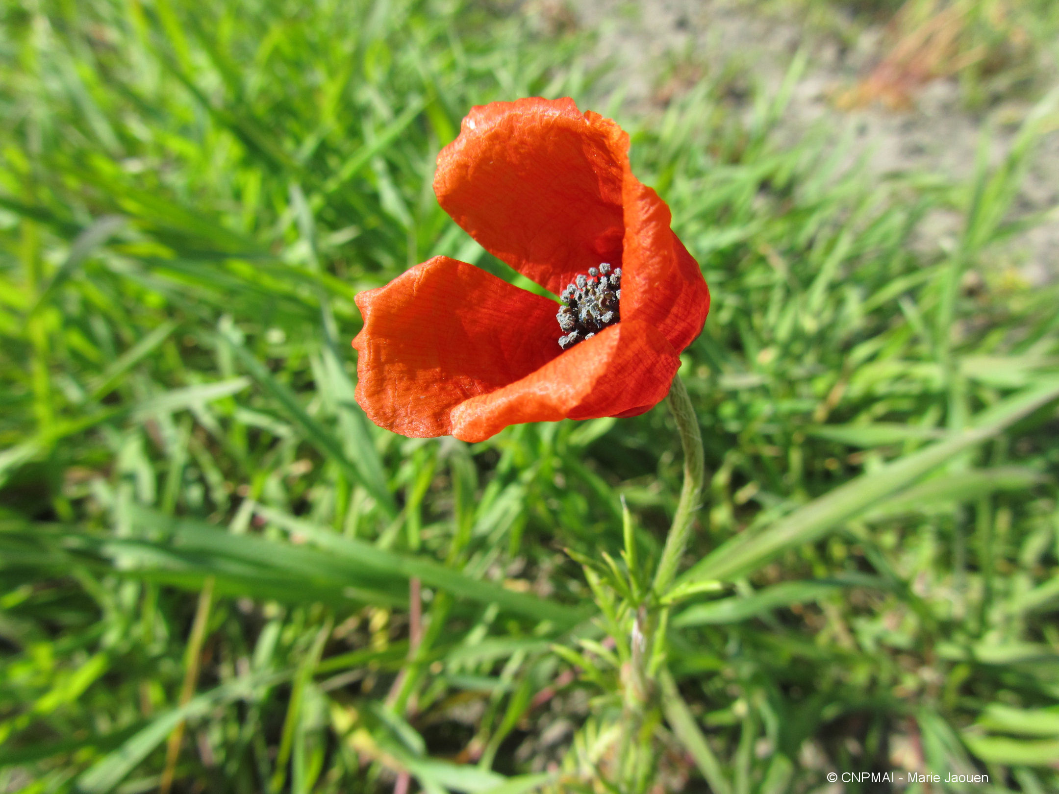 Papaver argemone