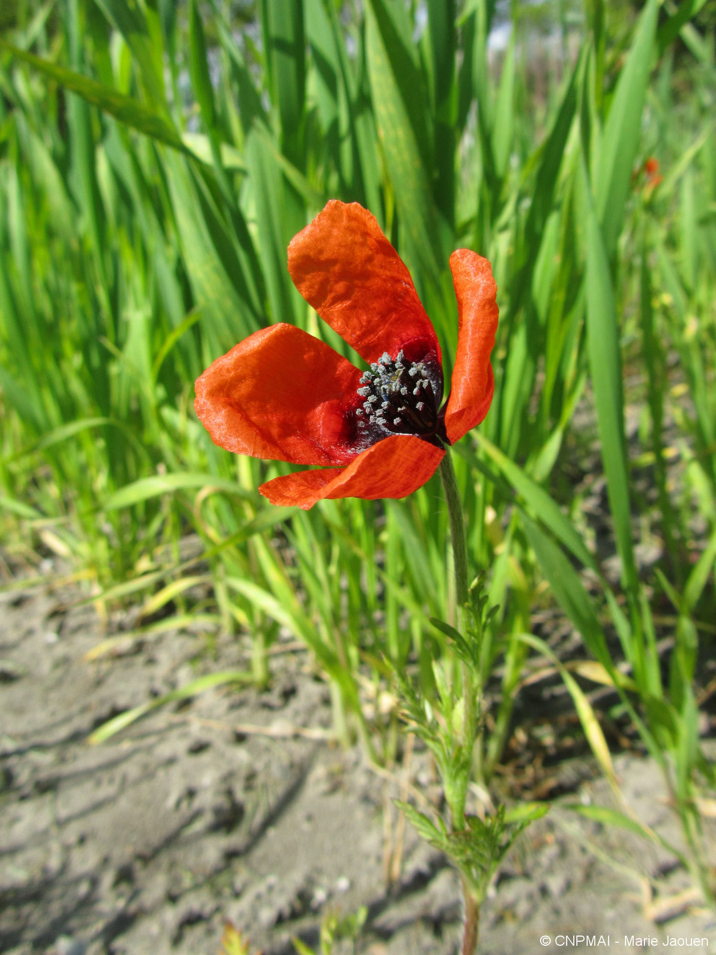 Papaver argemone