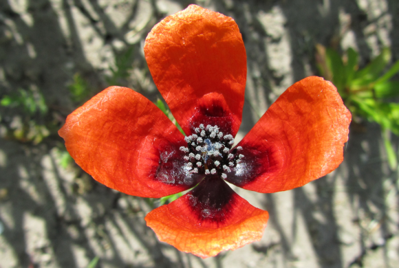 Floraison du mois : le Coquelicot argémone