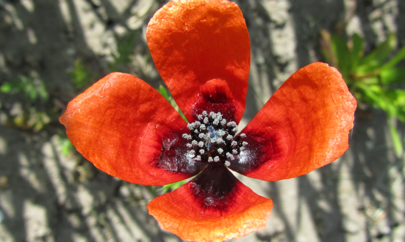 Floraison du mois : le Coquelicot argémone