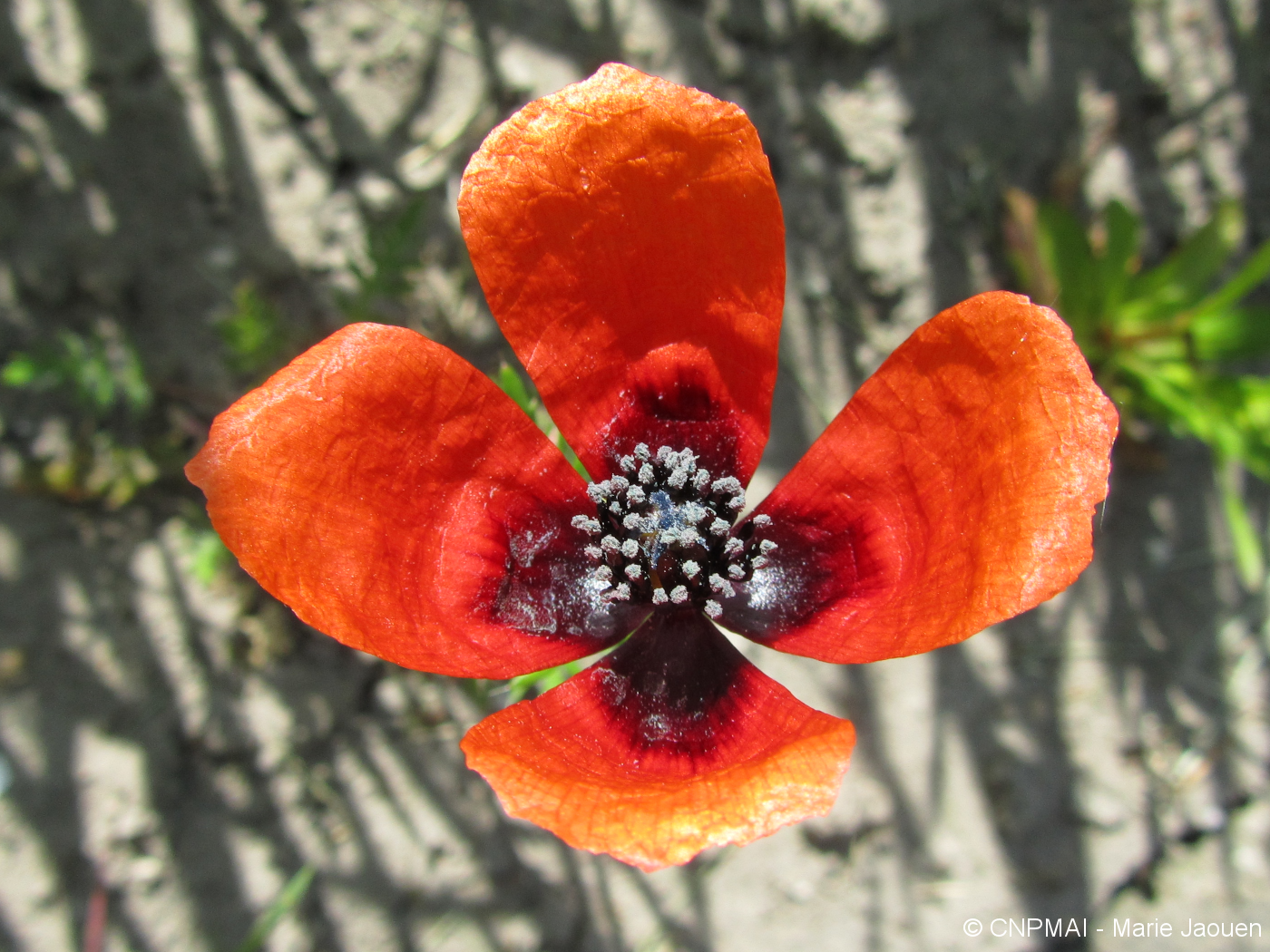 Papaver argemone