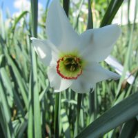 Narcissus poeticus