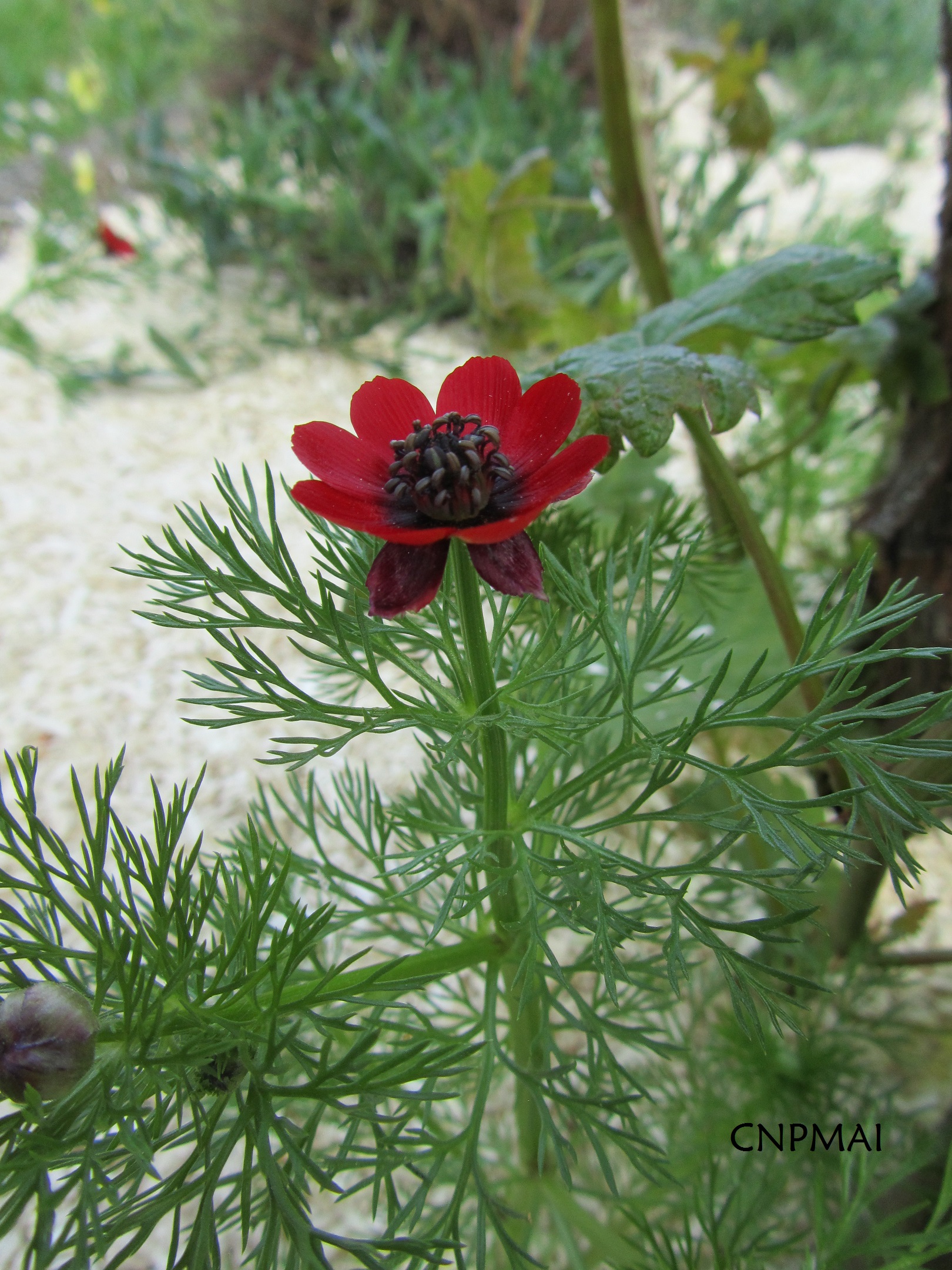 Adonis annua 3