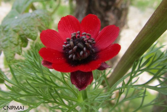 Floraison du mois de juin : L’Adonis annuelle