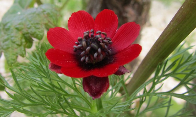 Floraison du mois de juin : L’Adonis annuelle