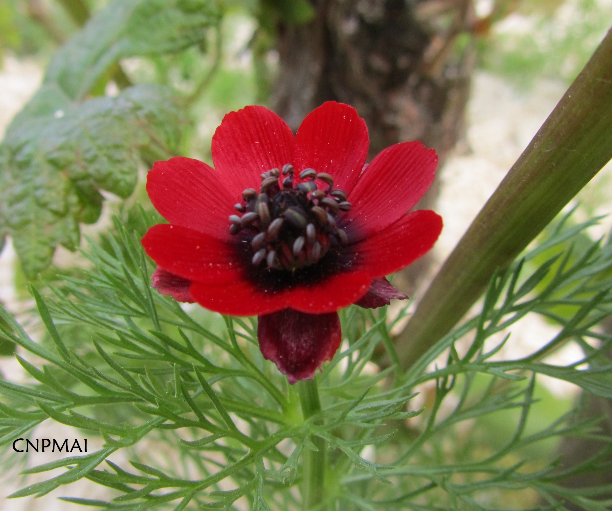 Adonis annua reduite