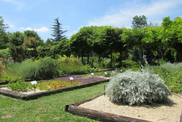 Mise en place du paillage de chanvre