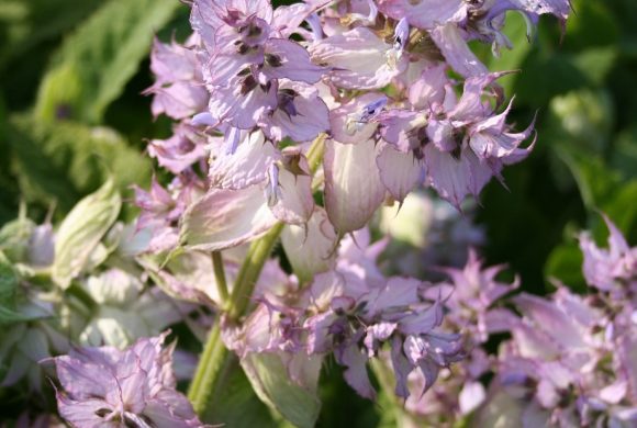 Floraison du mois : la Sauge sclarée Floraison du mois : la Sauge sclarée