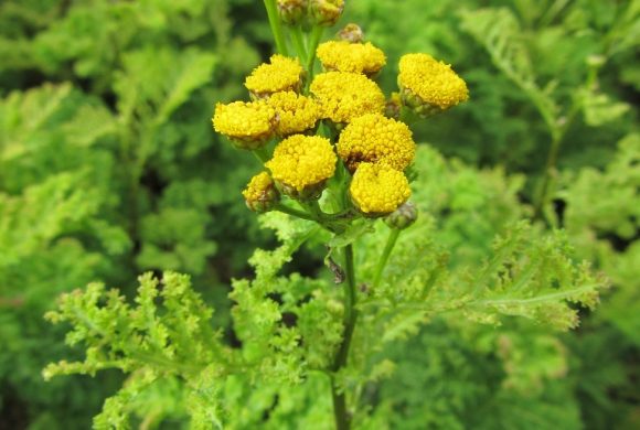 La floraison du mois : la Tanaisie à feuilles crispées