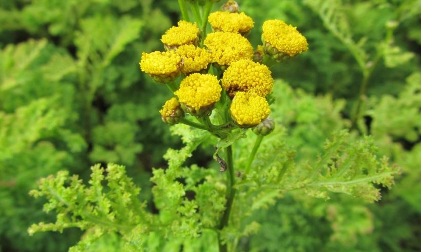 La floraison du mois : la Tanaisie à feuilles crispées