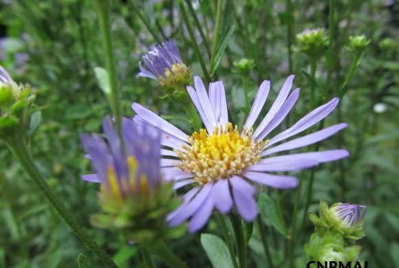 Floraison du mois : la Marguerite de la Saint-Michel