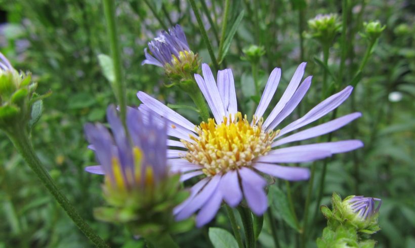 (Français) Floraison du mois : la Marguerite de la Saint-Michel