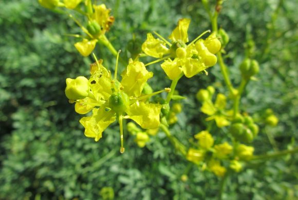 (Français) Floraison du mois : la Rue fétide