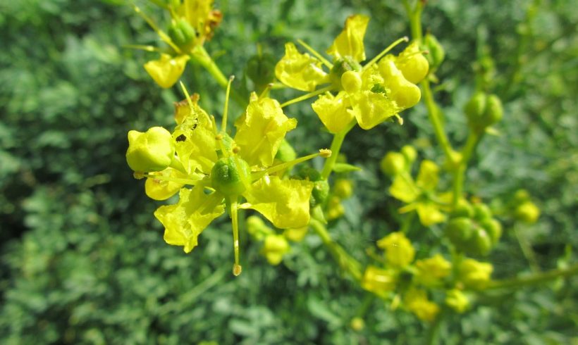 Floraison du mois : la Rue fétide