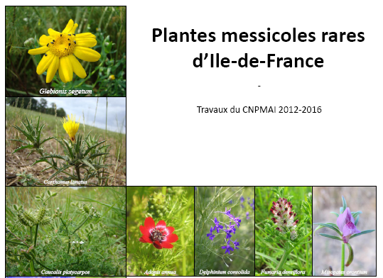 Une nouvelle publication du CNPMAI sur… la situation des plantes messicoles menacées en Ile-de-France !