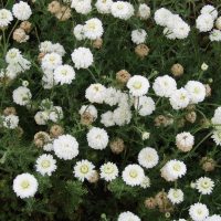 Camomille romaine cv. « Flore pleno » en parcelle de production