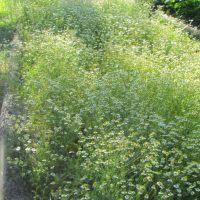 Matricaire Camomille, en massif au CNPMAI