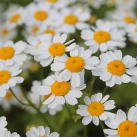 Grande Camomille, en massif au CNPMAI