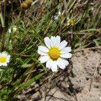 Camomille mixte dans un champ à Milly-la-Forêt (subspontanée) 