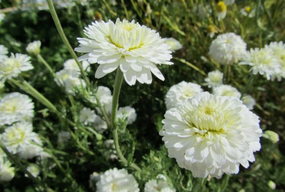 La Camomille romaine, une espèce bien particulière