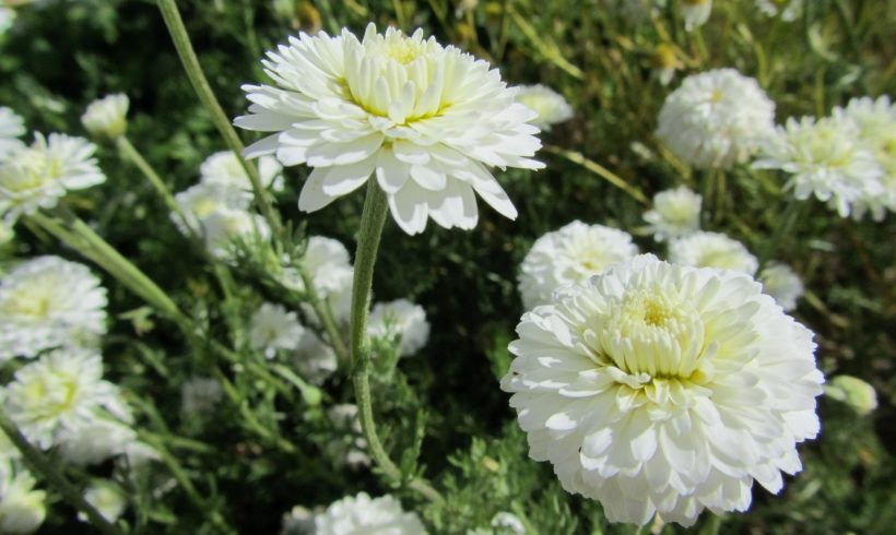 La Camomille romaine, une espèce bien particulière