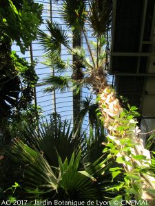 Jardin botanique de Lyon - Grande serre