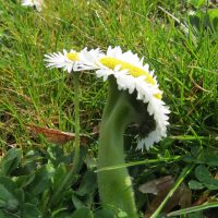 Pâquerette (Bellis perennis) observée dans les jardins du Conservatoire