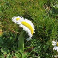 Pâquerette (Bellis perennis) observée dans les jardins du Conservatoire