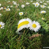 Pâquerette (Bellis perennis) observée dans les jardins du Conservatoire