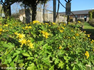 Chrysanthemum indicum