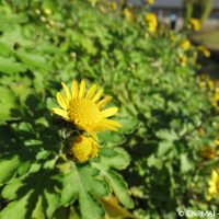 Chrysanthemum indicum