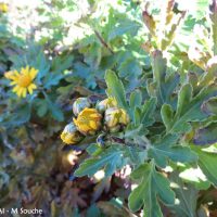 Chrysanthemum indicum