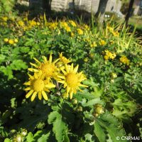 Chrysanthemum indicum