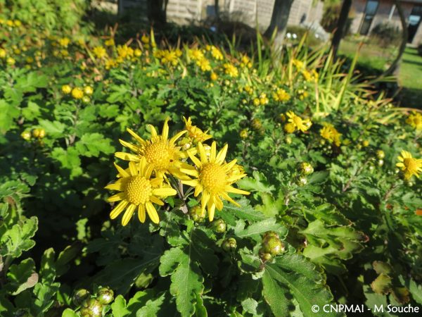 [:fr]Floraison du mois : le Chrysanthème des indes