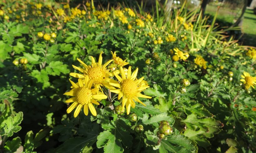 Floraison du mois : le Chrysanthème des indes