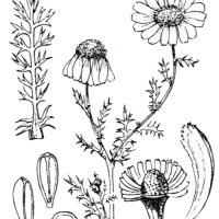 Camomille romaine, dessin issu de la flore de l’abbé H. Coste publiée en 1937