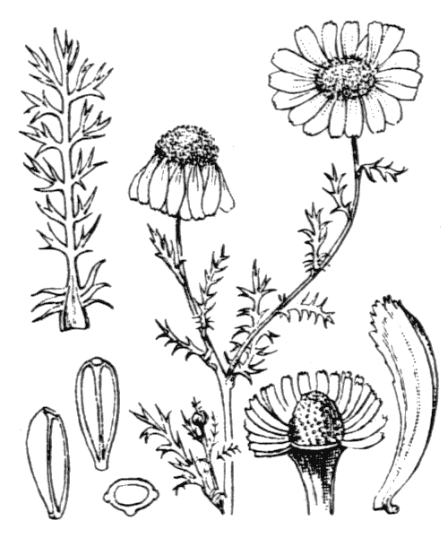 Camomille Romaine ou Camomille Matricaire ?