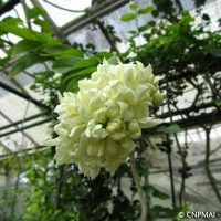 Jasmin (Jasminum sambac) observé dans la serre du Conservatoire