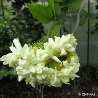 Jasmin (Jasminum sambac) observé dans la serre du Conservatoire