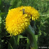 Taraxacum gr. ruderalia