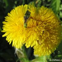 Taraxacum gr. ruderalia