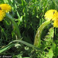 Taraxacum gr. ruderalia