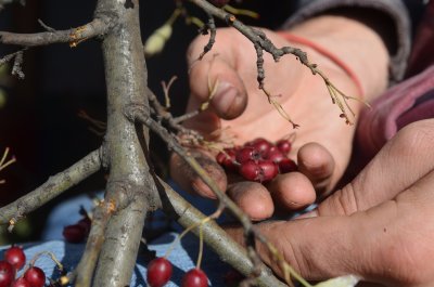 (Français) Atelier de restitution du projet « FloreS »