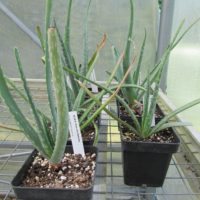 Aloe succotrina